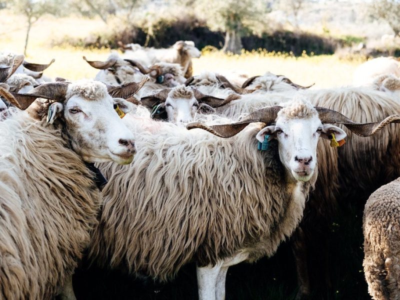 churra-mondegueira-marialveira-saber-fazer-10