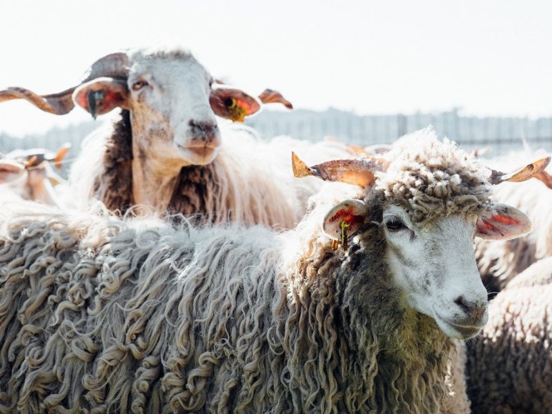 churra-mondegueira-marialveira-saber-fazer-7