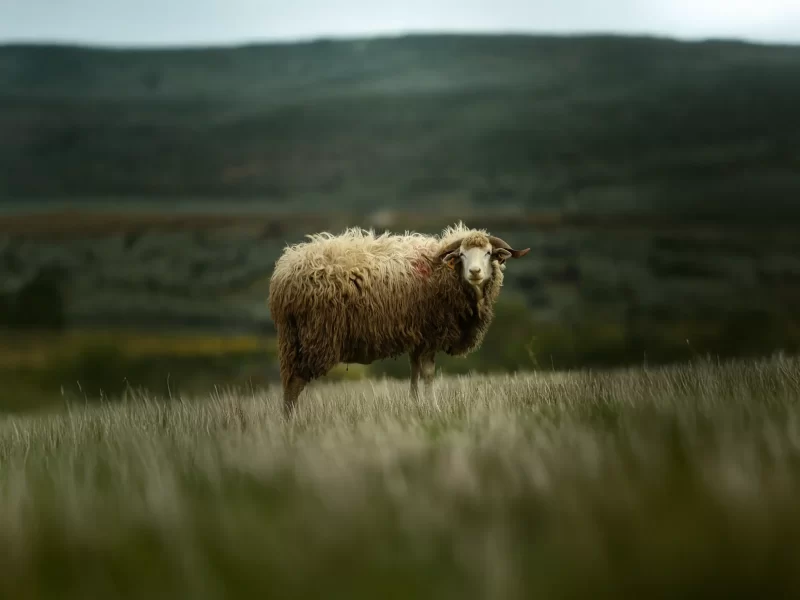 ovelha_churra_da_terra_quente_61657896b4193_111_4