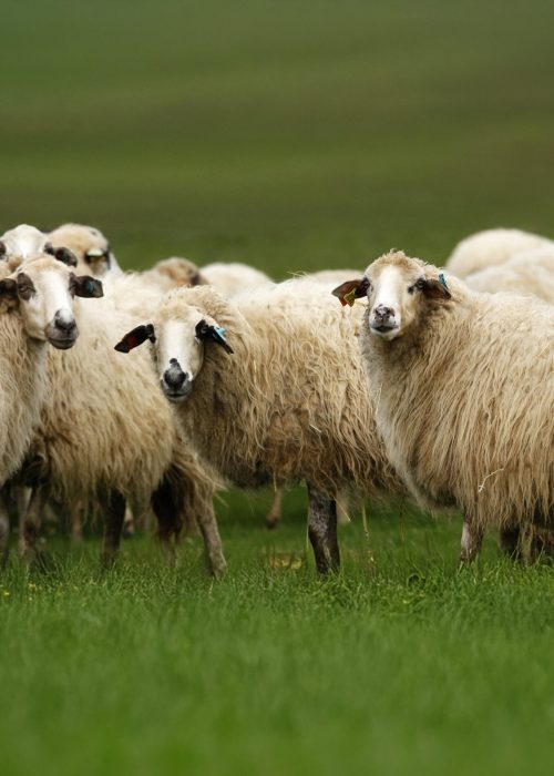 ovelha_churra_galega_mirandesa_6165abded1993_32_1_2