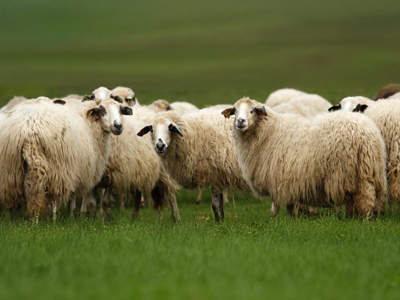 ovelha_churra_galega_mirandesa_6165abded1993_32_1_2